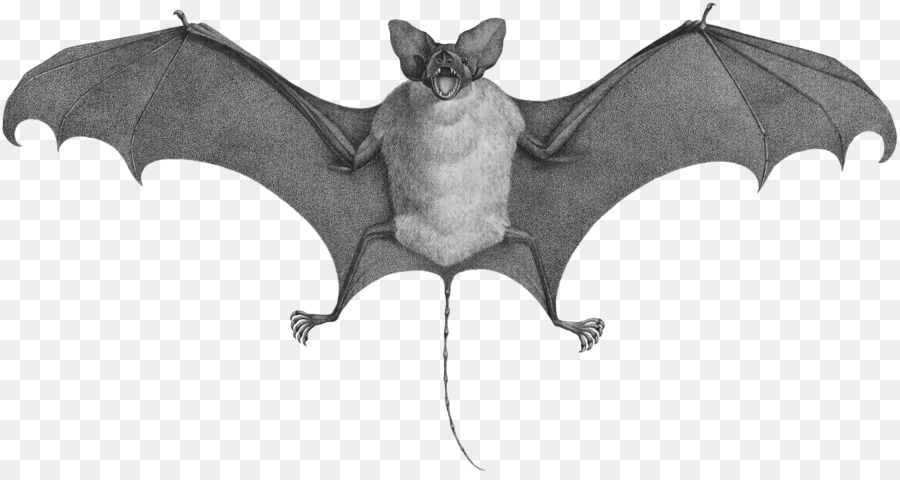 Chauve Souris，Souris PNG