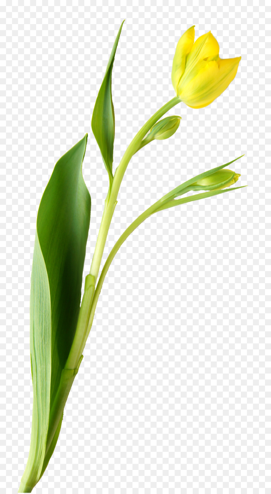 Tulipe，Couper Les Fleurs PNG
