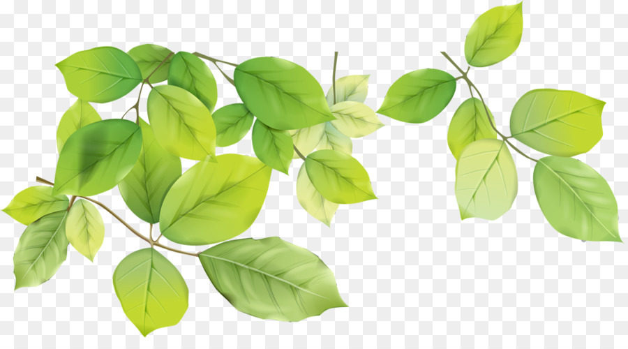 Feuilles Vertes，Bifurquer PNG