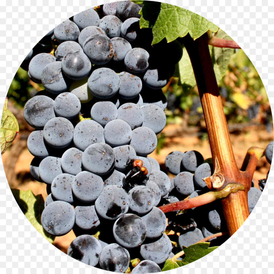 Raisin，Alicante Bouschet PNG