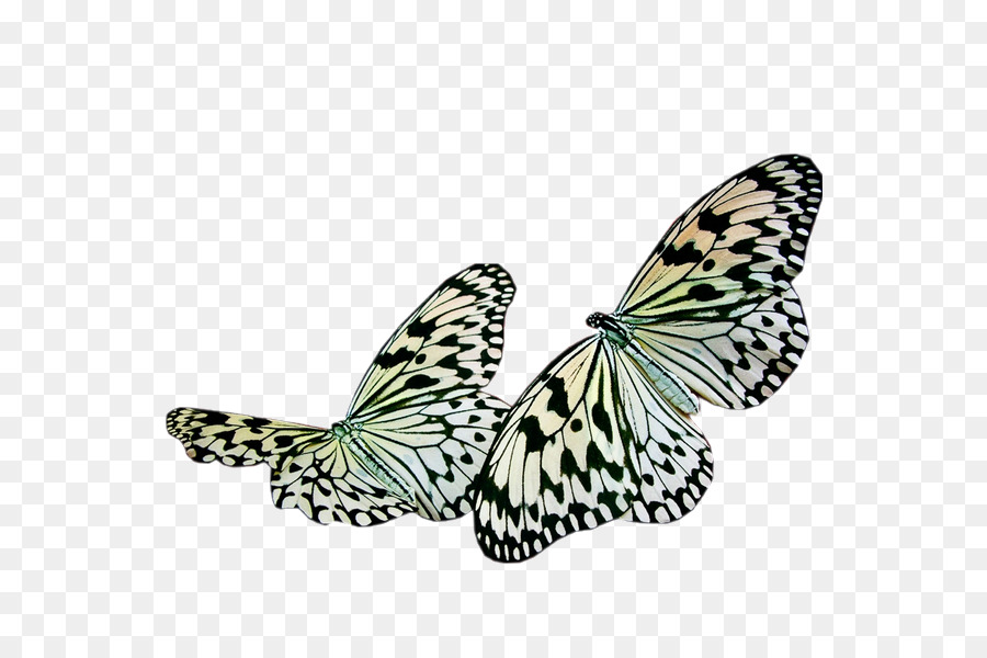 Papillon，Coloré PNG