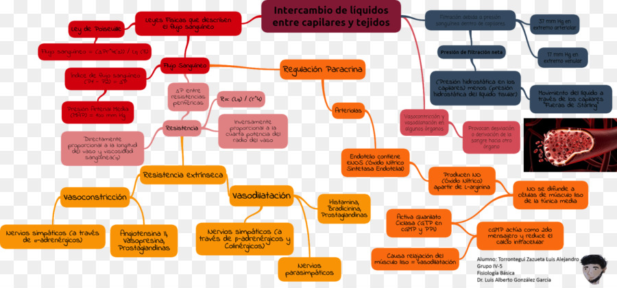 Physiologie，L Accouchement PNG