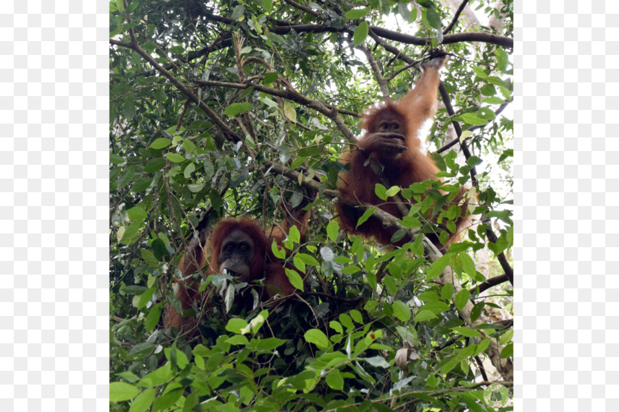 Orang Outan，Sumatra Jungle Trek PNG