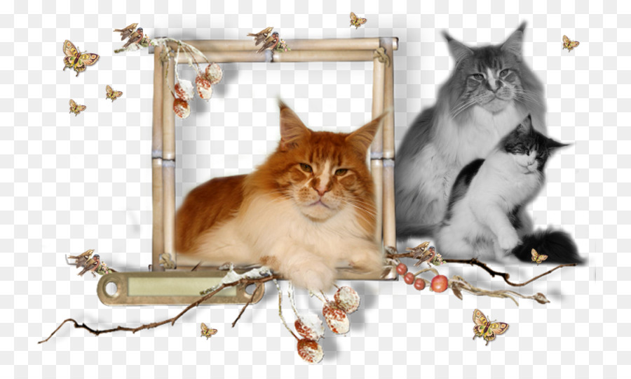 Chaton，Le Maine Coon PNG