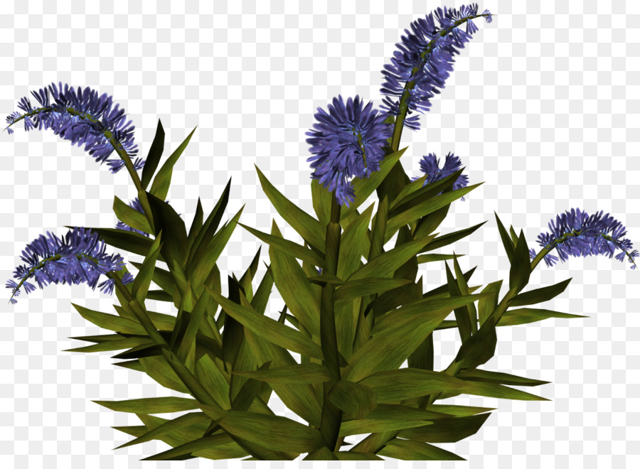 Fleur，Violet PNG