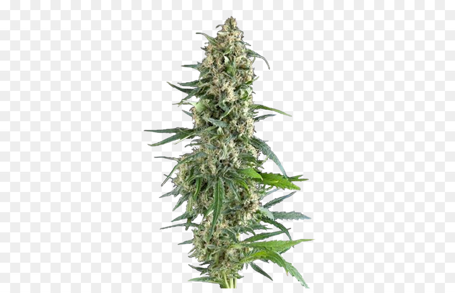 Le Cannabis，Cannabis Sativa PNG