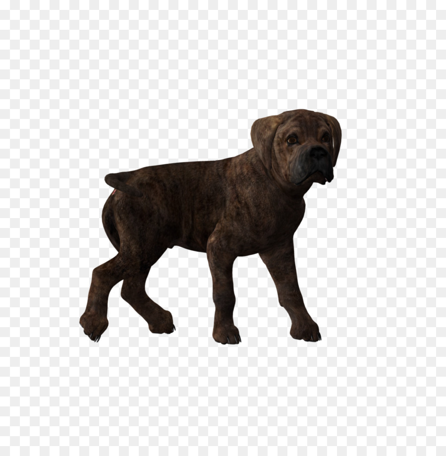 Race De Chien，Cane Corso PNG