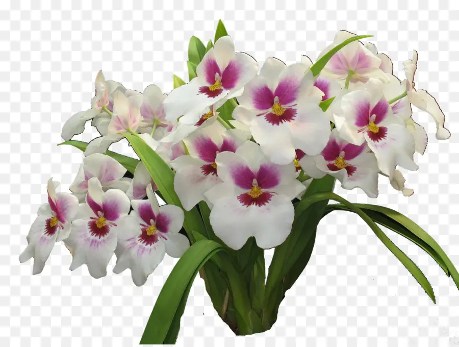 Les Orchidées，Les Fleurs Coupées PNG