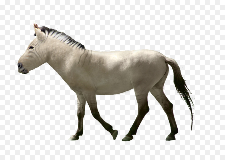 Chevaux，Faune PNG