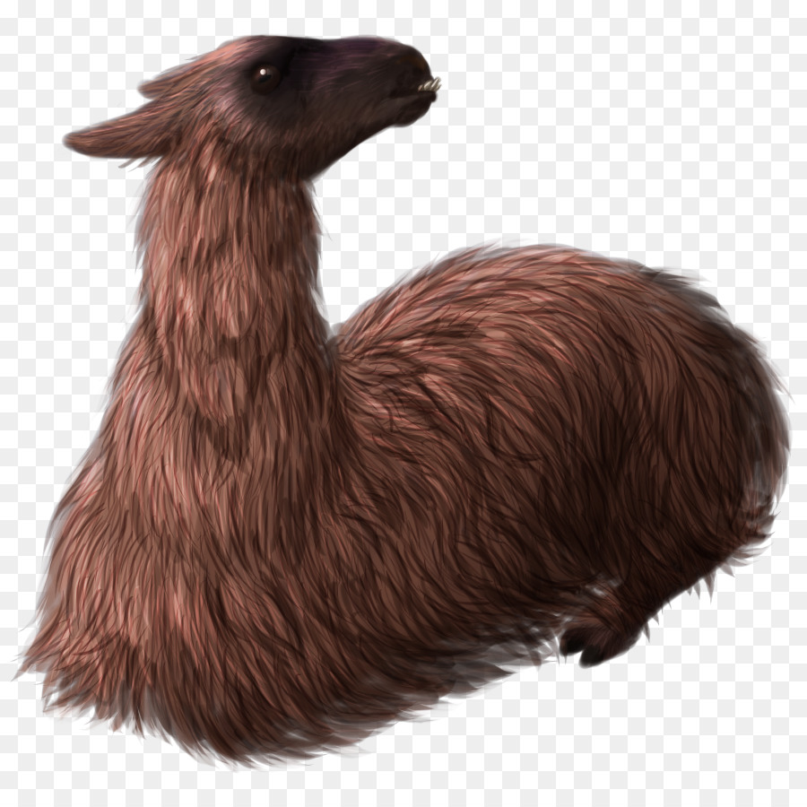 Lama，Fourrure PNG