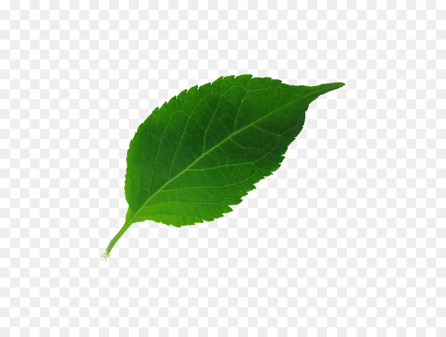 Feuilles Vertes，Feuillage PNG