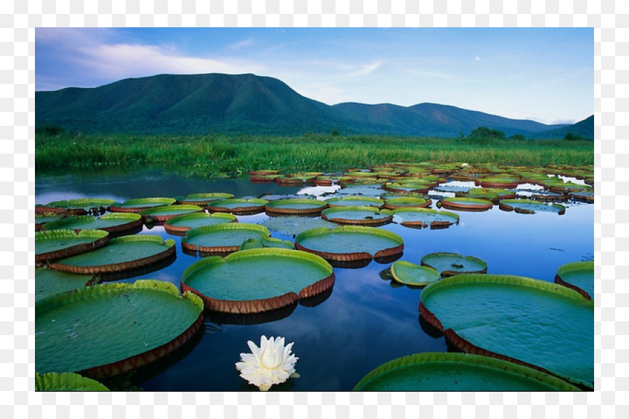 Pantanal，Victoria Amazonica PNG