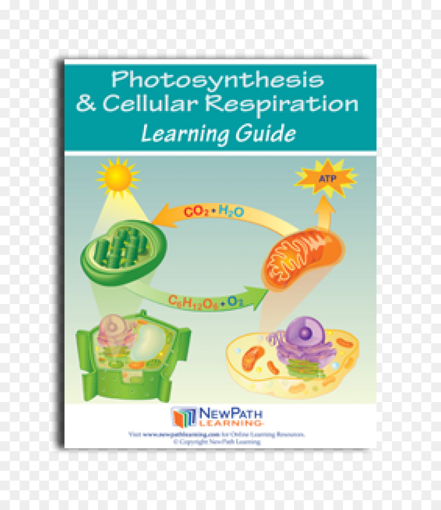 Guide De La Photosynthèse，Apprentissage PNG