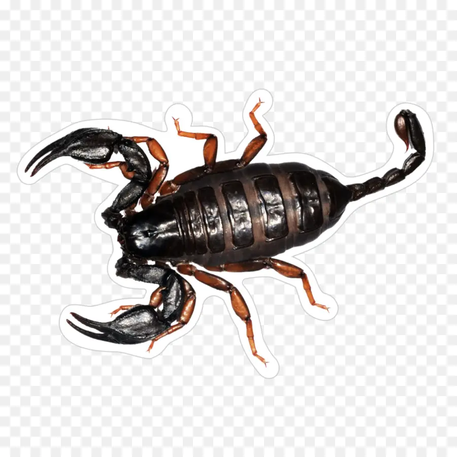 Scorpion，Noir PNG