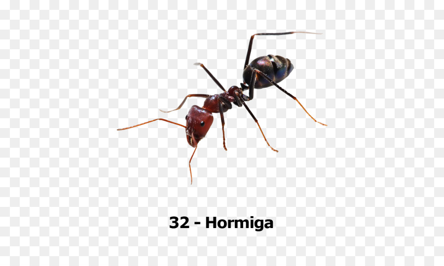 Fourmi，Hormiga PNG