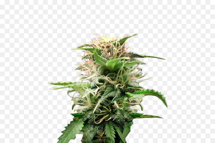 Plante De Cannabis，Feuilles PNG