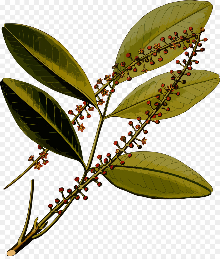 Köhler De Plantes Médicinales，Jaborandi PNG