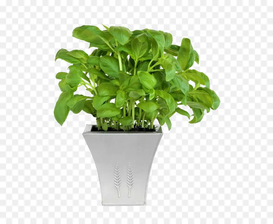 Plante En Pot，Vert PNG