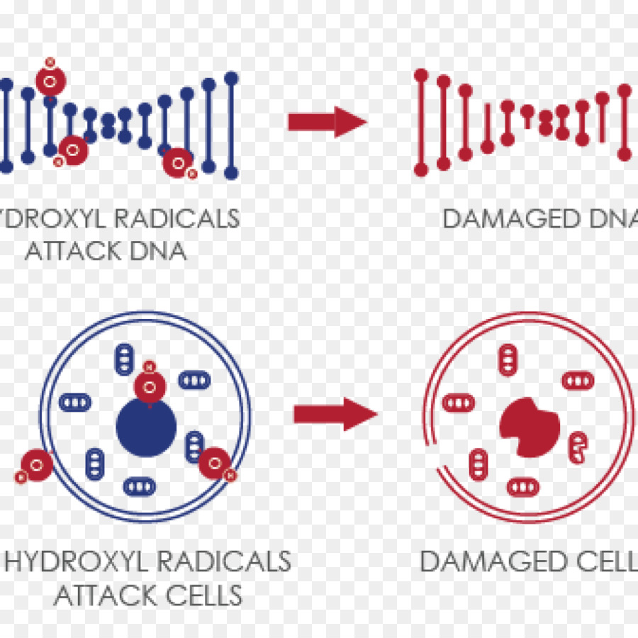 Dommages à L'adn，Cellules PNG