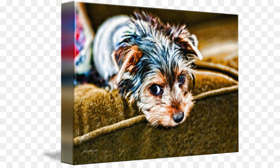 Le Yorkshire Terrier，Morkie PNG