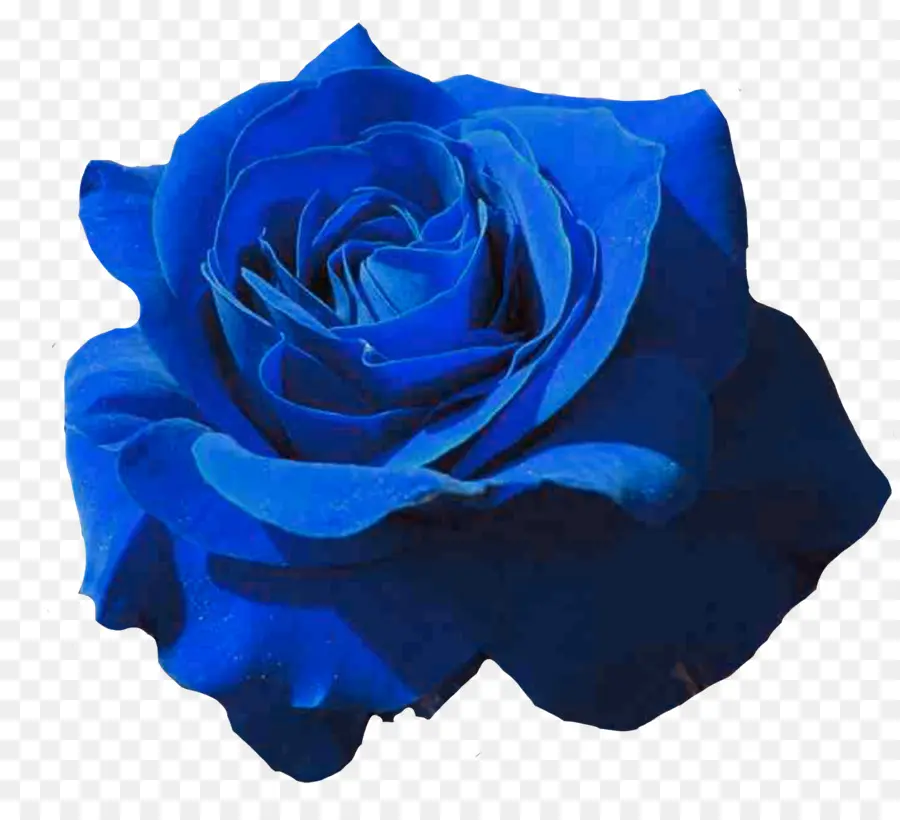 Roses De Jardin，Rose Bleue PNG