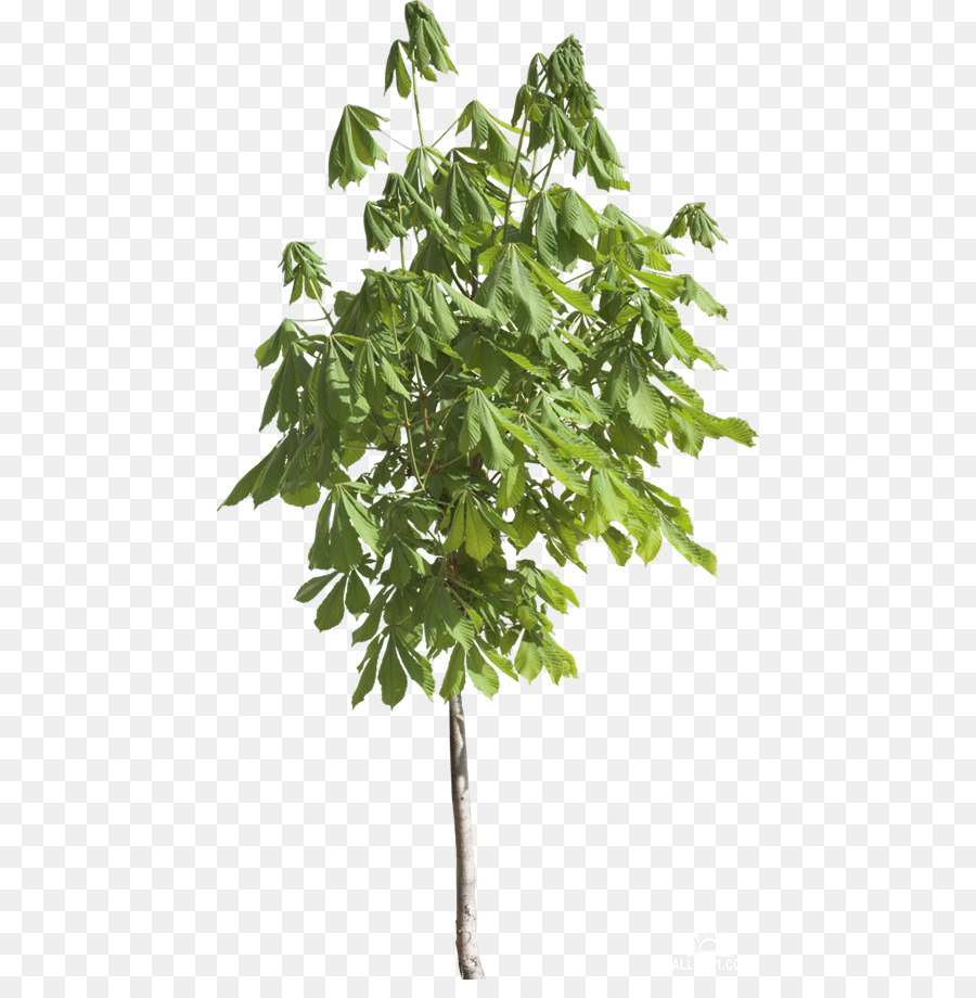 Arbre，Usine PNG