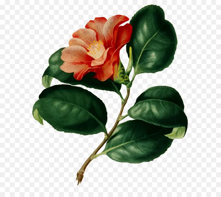 Fleur，La Botanique PNG