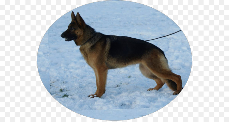 Berger Allemand，Chien PNG