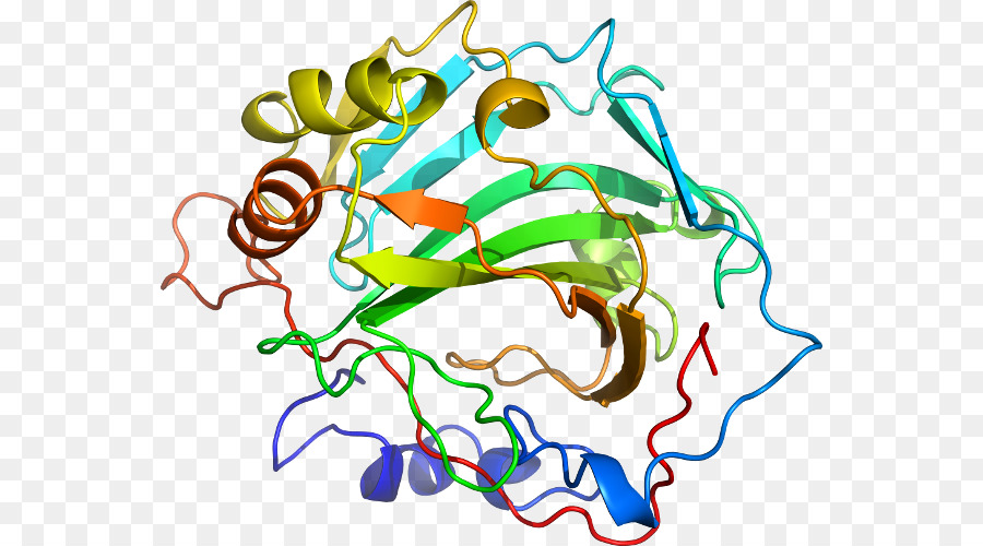 Structure Des Protéines，Biologie PNG