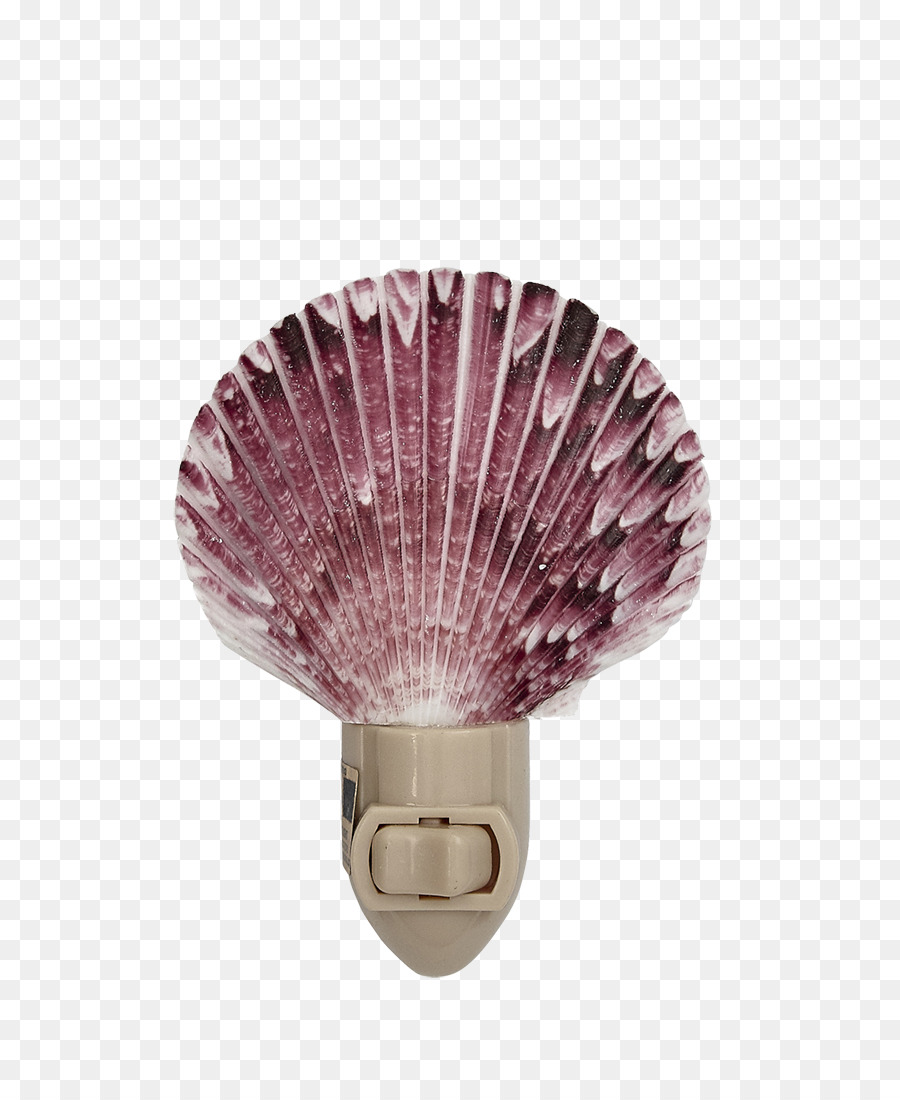 Coquille，Veilleuse PNG