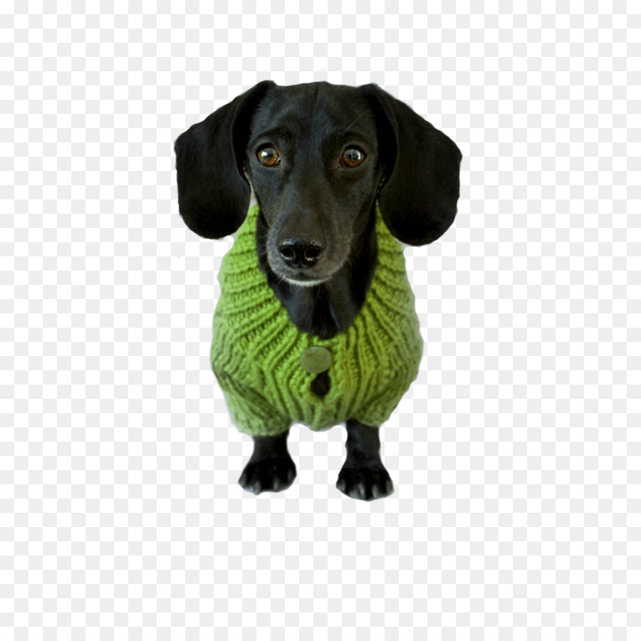 Chien Noir，Pull Vert PNG