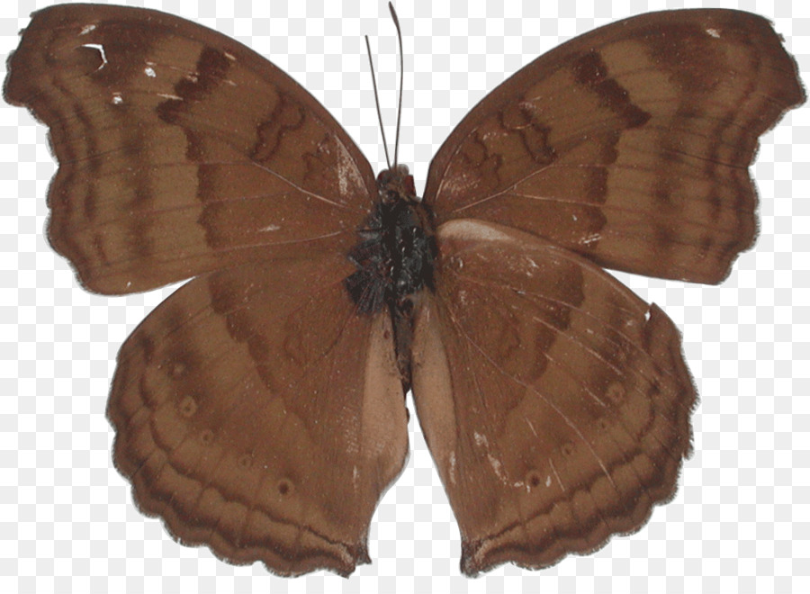 Brushfooted Papillons，Papillon PNG