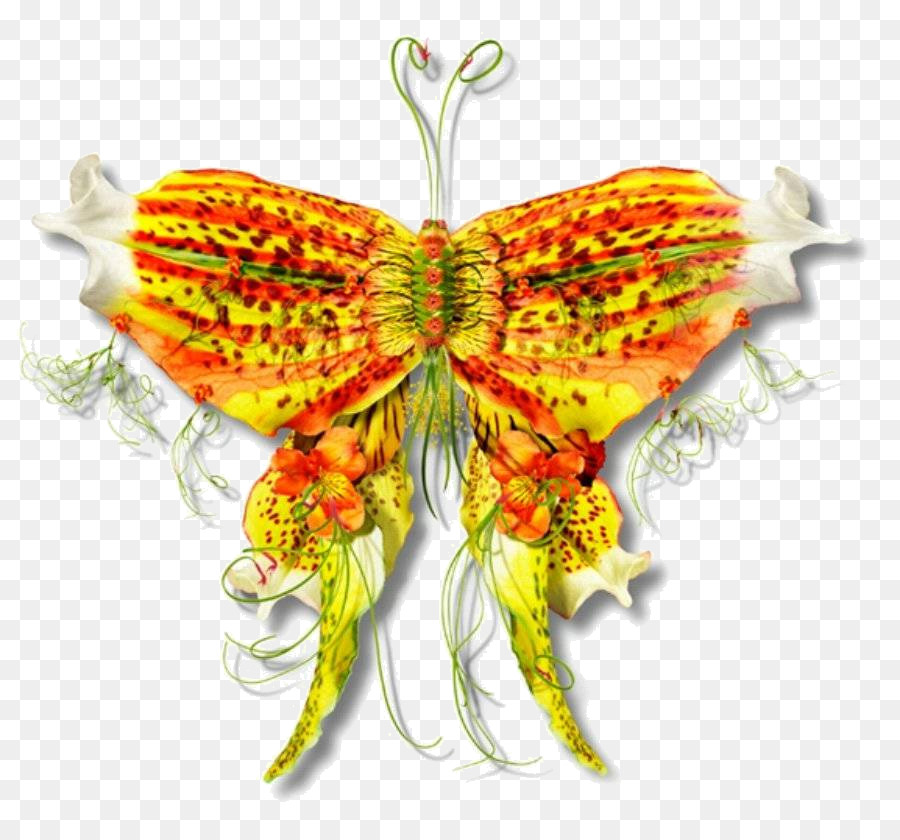 Papillon Monarque，Papillon PNG