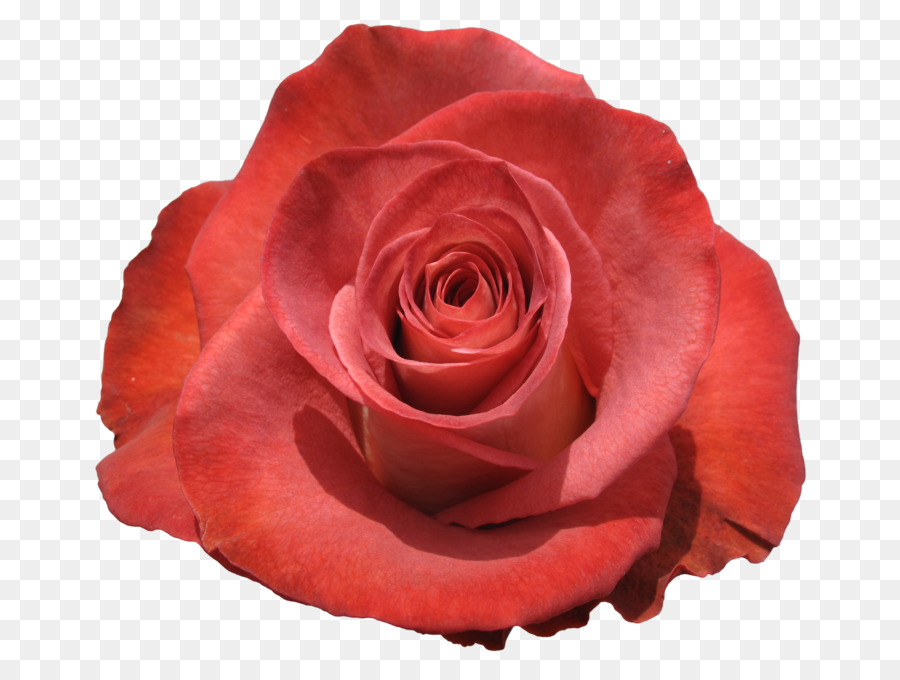 Rose Rose，Fleurir PNG