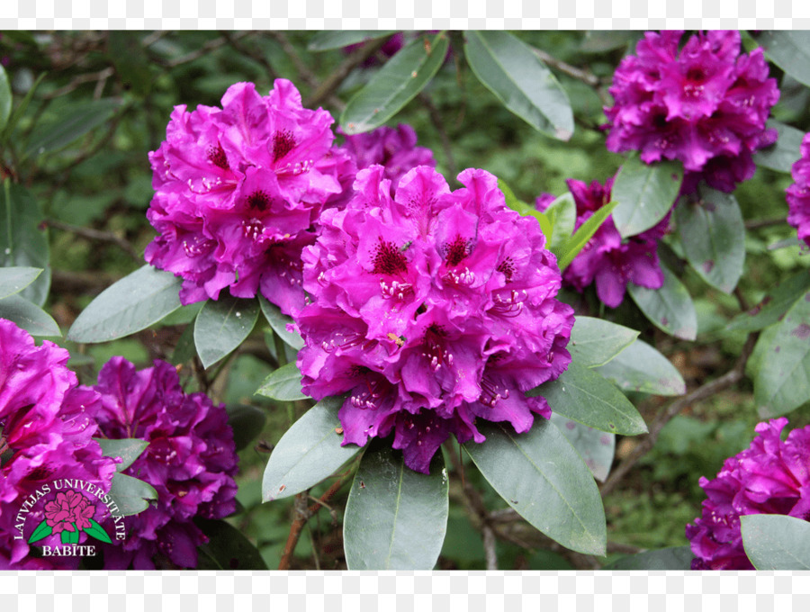 Fleur Violette，Floraison PNG