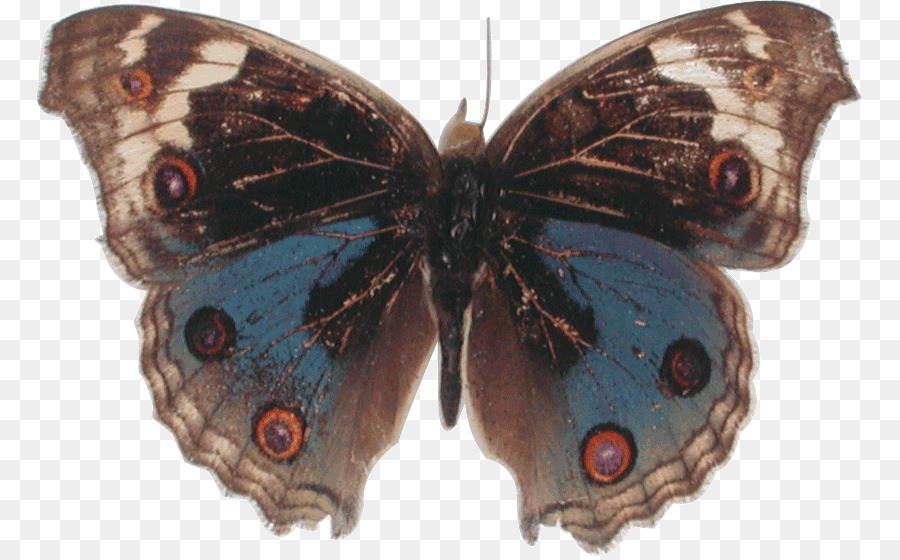 Brushfooted Papillons，Papillon PNG