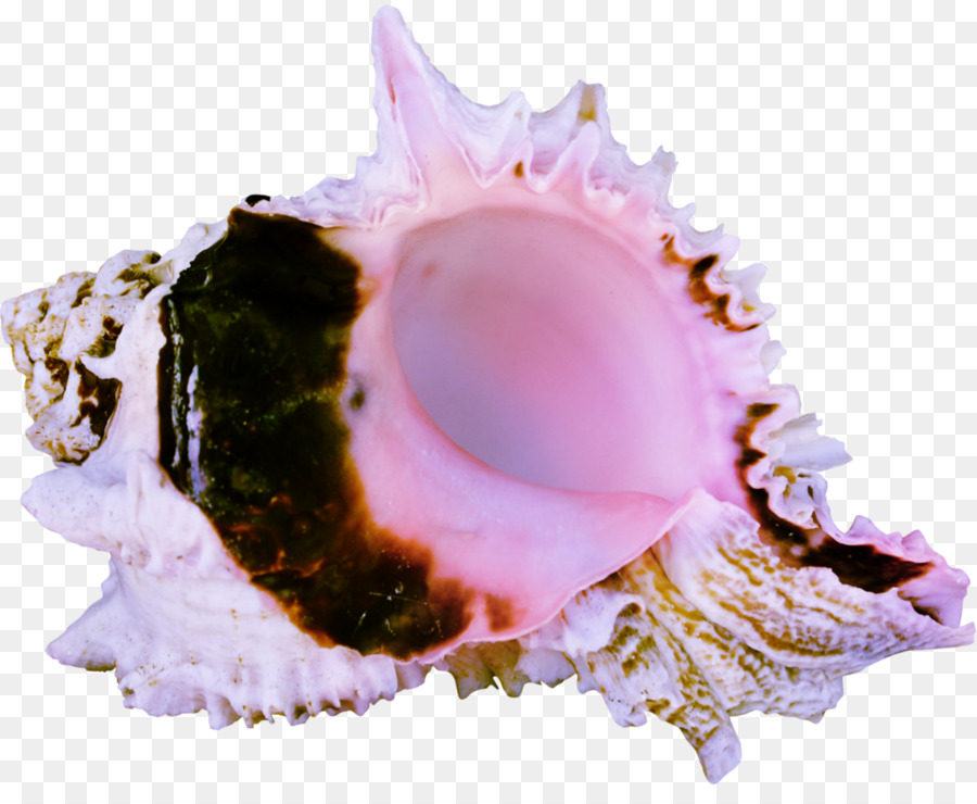 Coquille De Conque，Intérieur Rose PNG