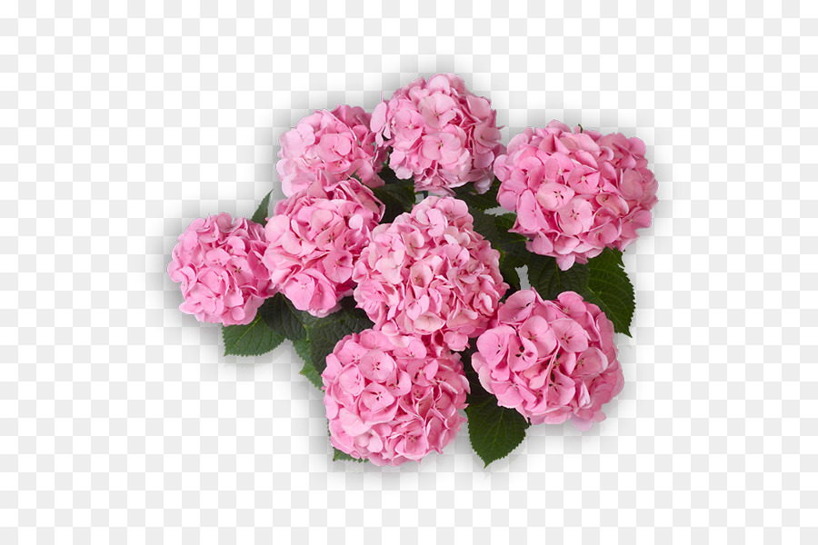 Fleurs Roses，Fleurir PNG