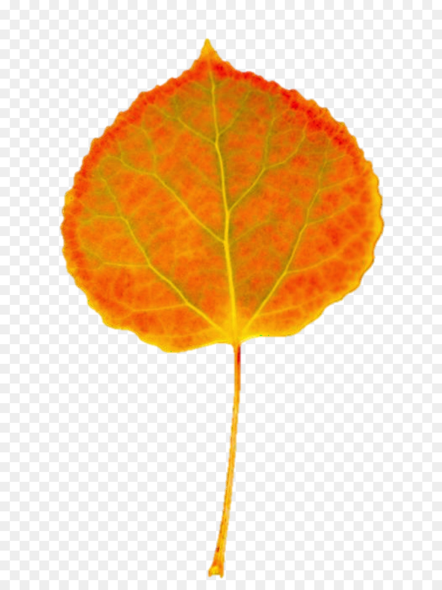 Feuilles Jaunes，Automne PNG