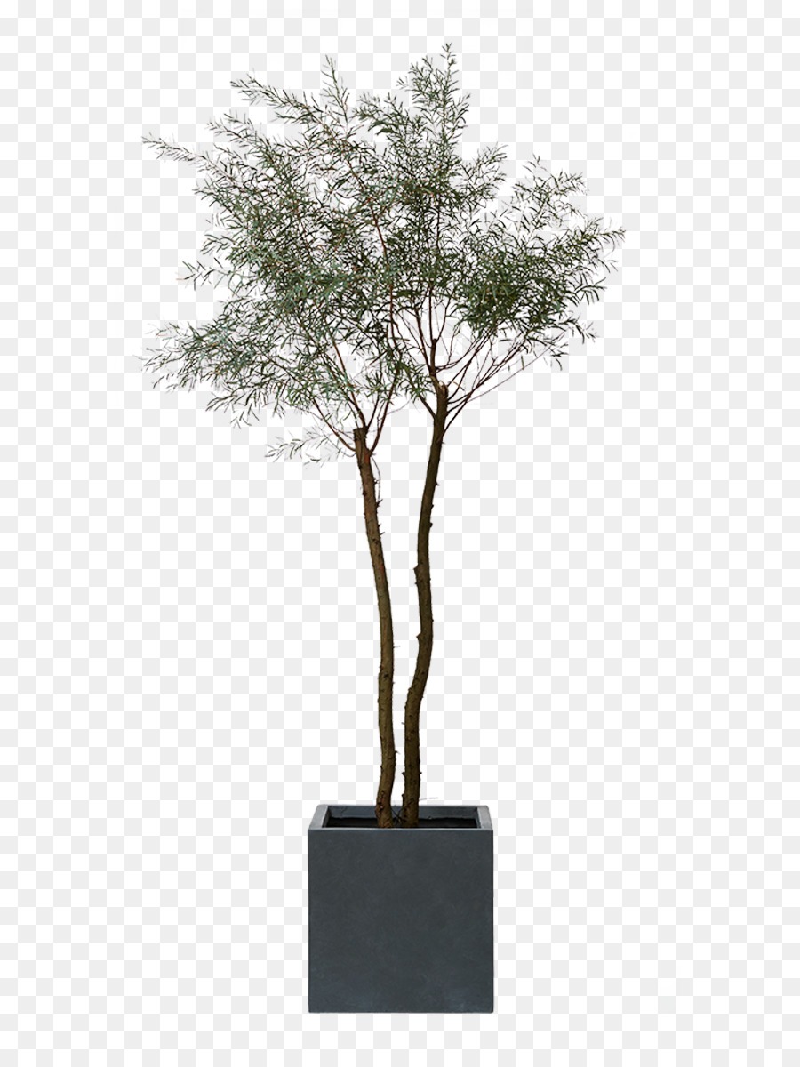 Arbre En Pot，Usine PNG