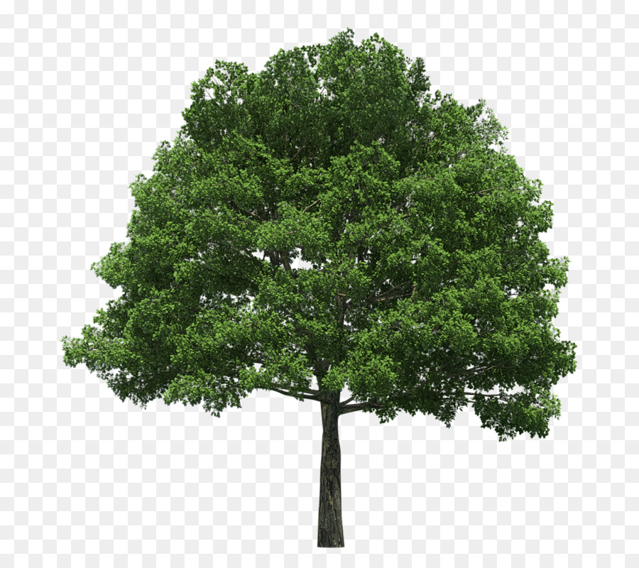 Arbre Vert，Nature PNG