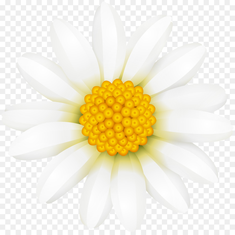 Fleurs Blanches，Fleurir PNG