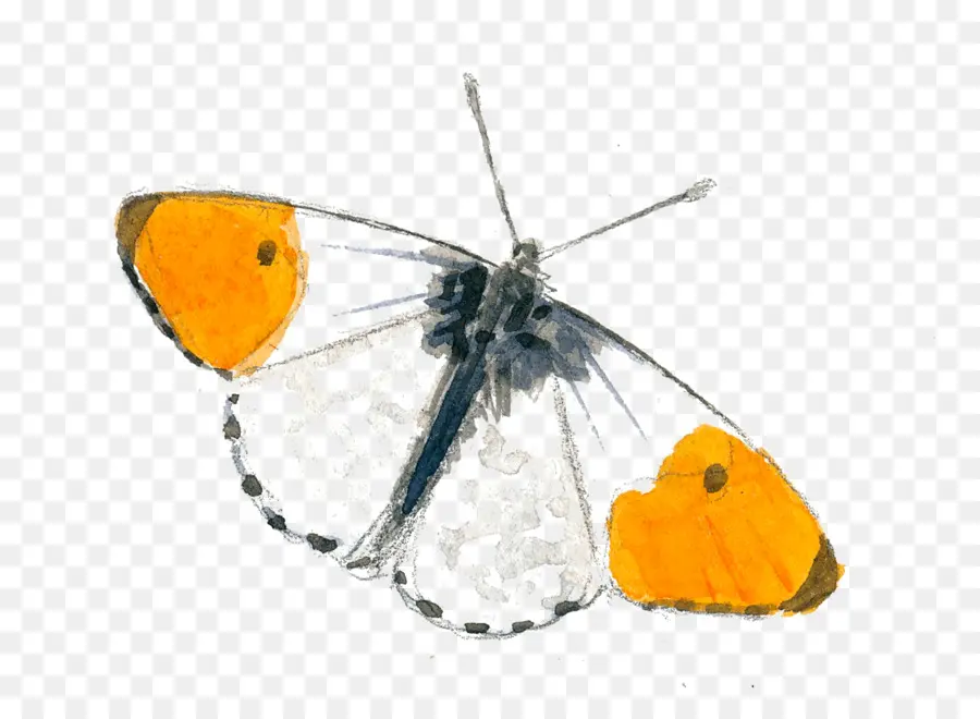 Papillon，Ailes PNG