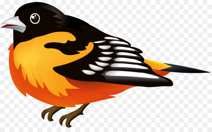 Petit Oiseau，Plumes PNG