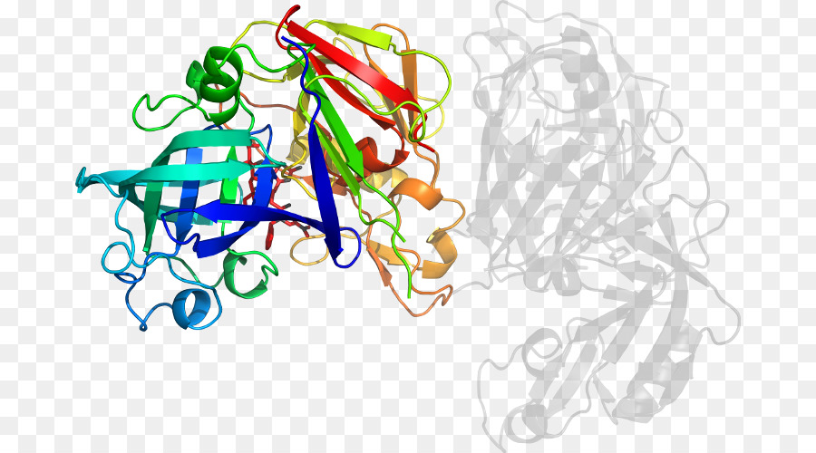 Structure Des Protéines，Molécule PNG