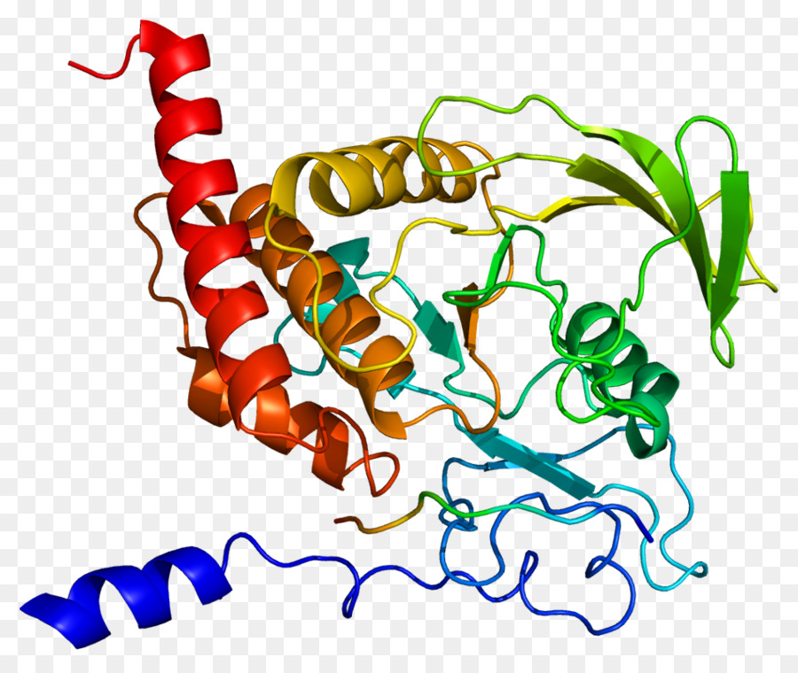 Ptpn6，La Protéine Tyrosine Phosphatase PNG