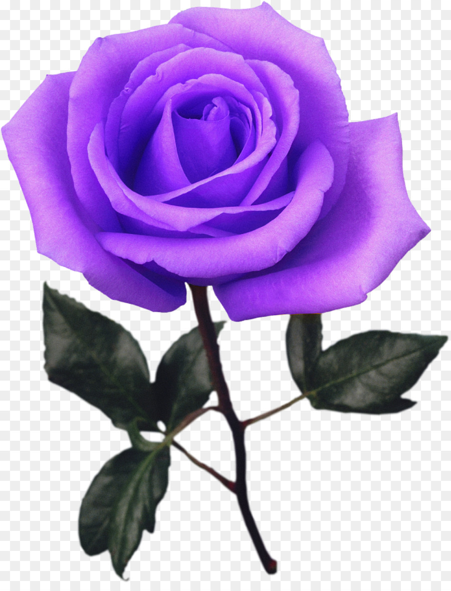 Les Roses De Jardin，Rose PNG