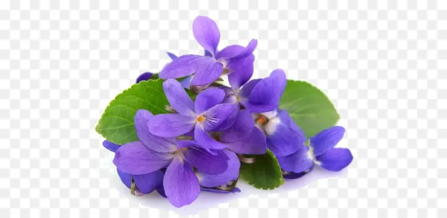 Fleurs Violettes，Fleurir PNG