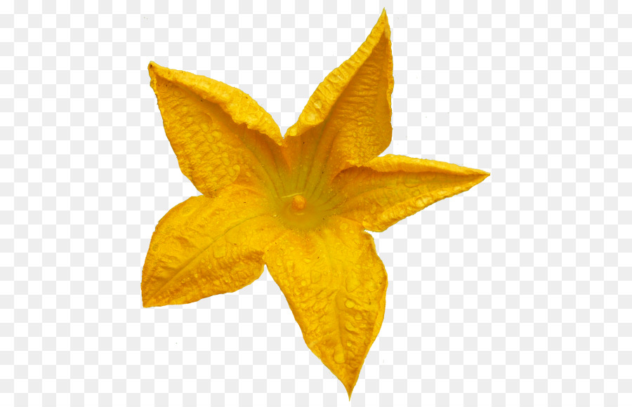 Fleur，Couronne PNG