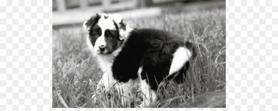 Chèvre，Chien PNG